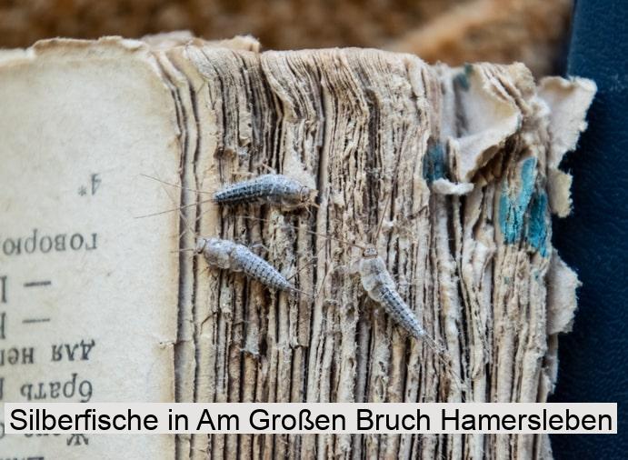 Silberfische in Am Großen Bruch Hamersleben